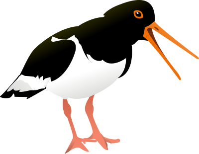 Oyster catcher clipart