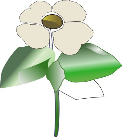 Pacific Dogwood (Cornus nuttallii) clipart