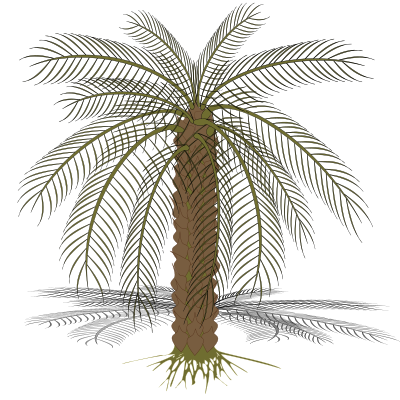 Palm-02 clipart