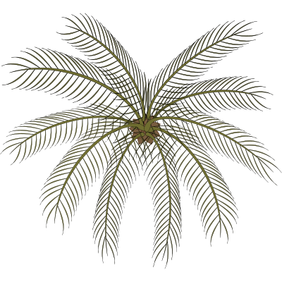 Palm-02a clipart