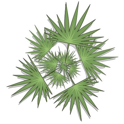 Palm-03 clipart