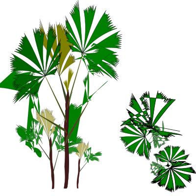 Palm-Raphis-01 clipart