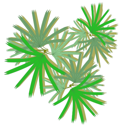 Palm-Raphis-02 clipart