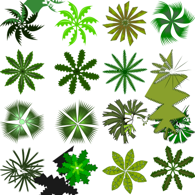 Palm top view clipart