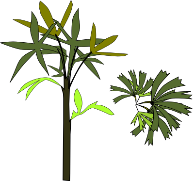 Palmeira raphis clipart