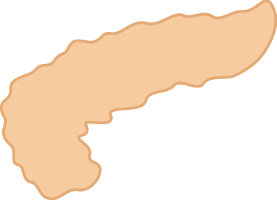 Pancreas clipart