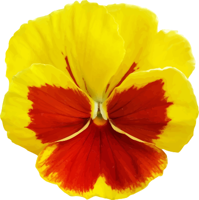 Pansy 2 clipart