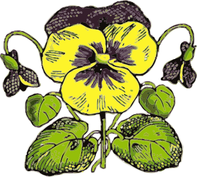 Pansy clipart