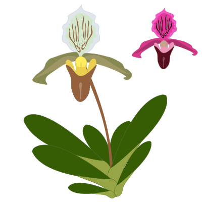 Paphiopedilum clipart