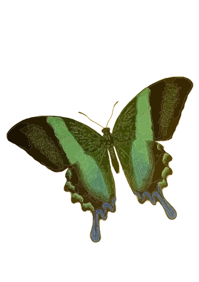 Papilio blumei clipart