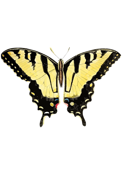 Papilio glaucus clipart