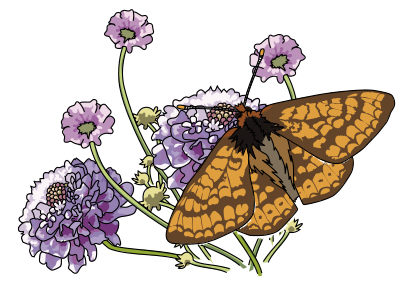 Papillon Damier de la succise - Marsh fritillary butterfly clipart