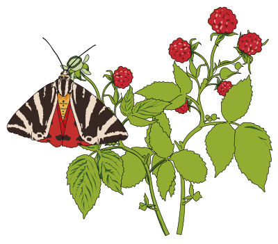 Papillon Ecaille chinee sur framboisier - Mottled Tortoiseshell butterfly on a Rapsberry clipart