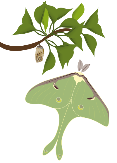Papillon lune clipart