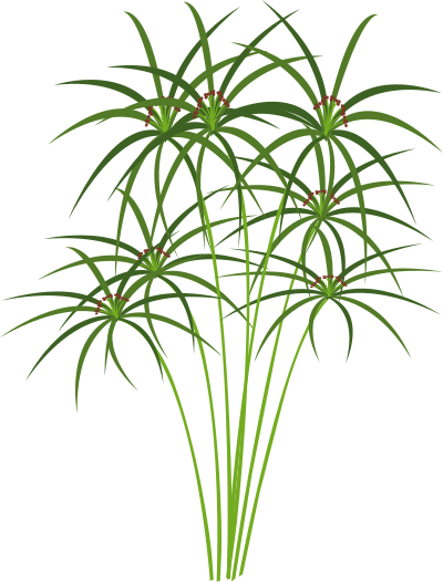 Papyrus clipart