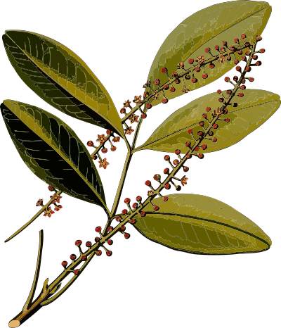 Paraguay Jaborandi (low resolution) clipart