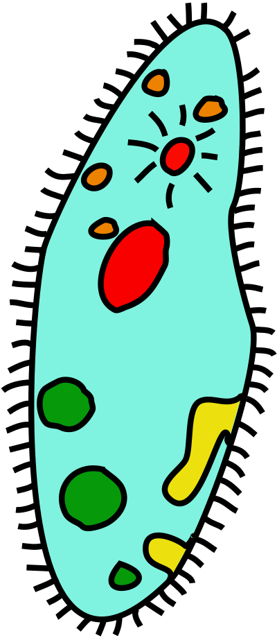Paramecium clipart