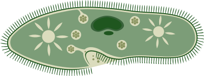 Paramecium caudatum clipart