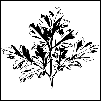 Parsley clipart