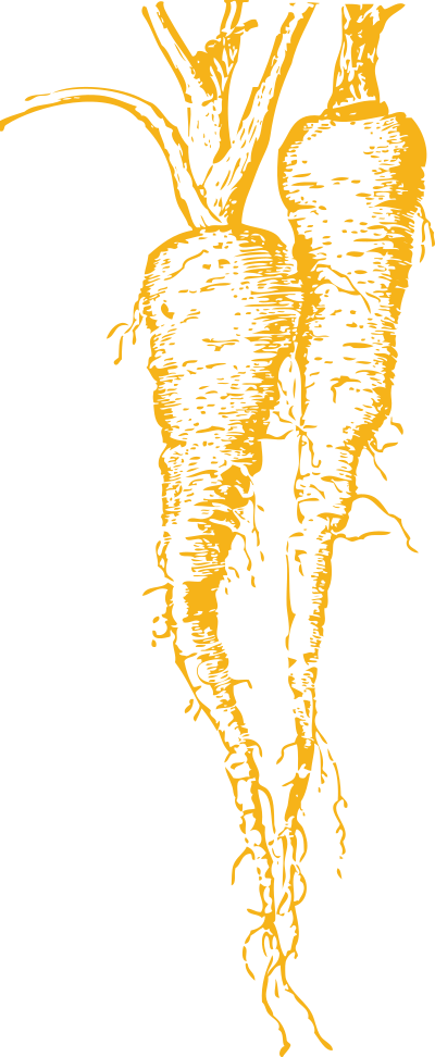 Parsnip clipart