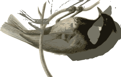 Parus ater pekinensis clipart