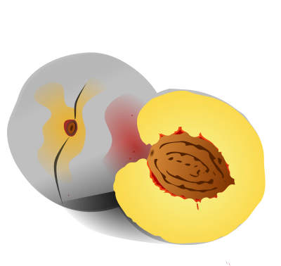 Peach clipart