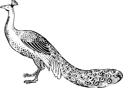 Peacock clipart
