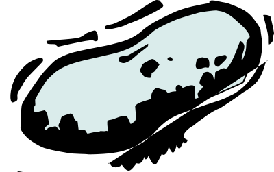 Peanut clipart