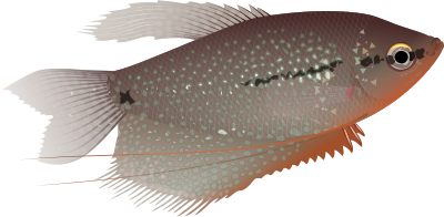 Pearl gourami clipart