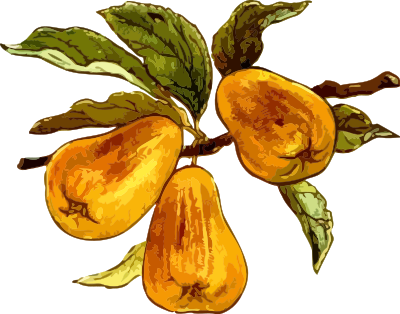Pears clipart