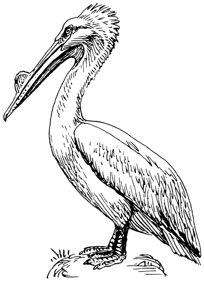 Pelican clipart