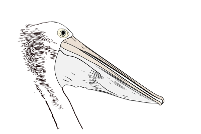 Pelican clipart