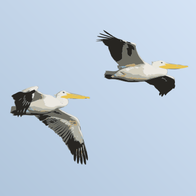 Pelicans in Flight clipart