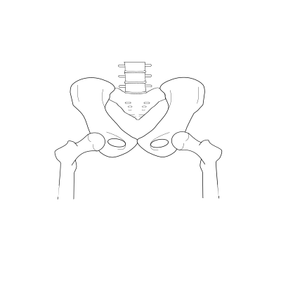 Pelvic clipart