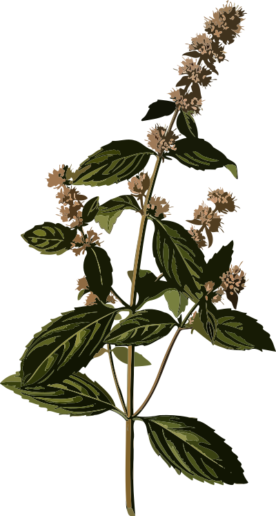Peppermint (smaller file) clipart