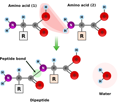 Peptide Bond Formation clipart