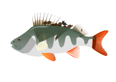Perch clipart