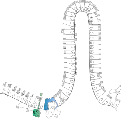 Peyer patch clipart