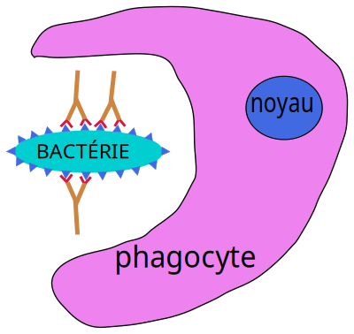 Phagocytose clipart