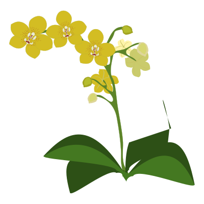 Phalaenopsis clipart