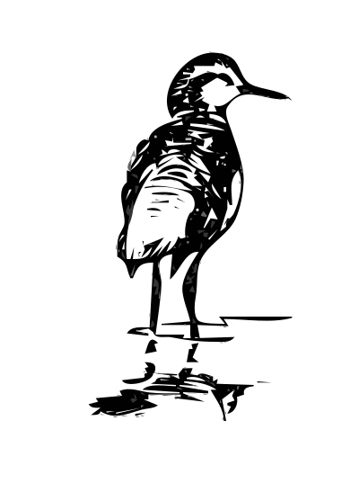 Phalarope 2 clipart