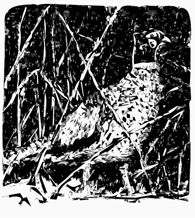 Pheasant rooster clipart