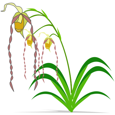 Phragmipedium clipart