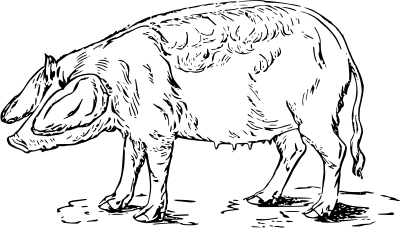 Pig 3 clipart