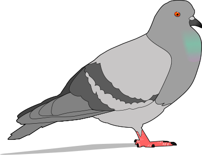 Pigeon clipart