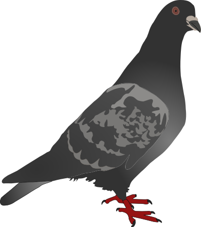 Pigeon clipart