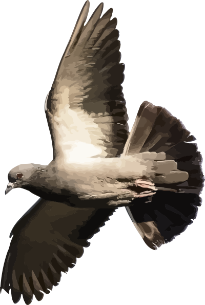 Pigeon clipart