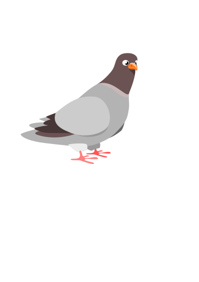Pigeon clipart