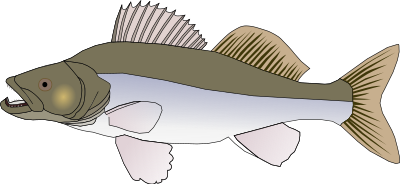 Pikeperch clipart