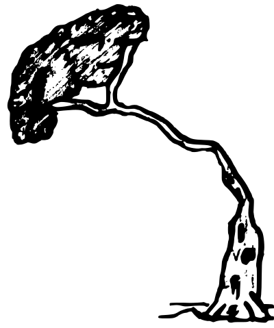 Pine clipart